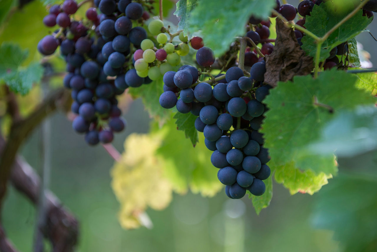 AND TURISME ENOTURISME ORDINO 125.jpg