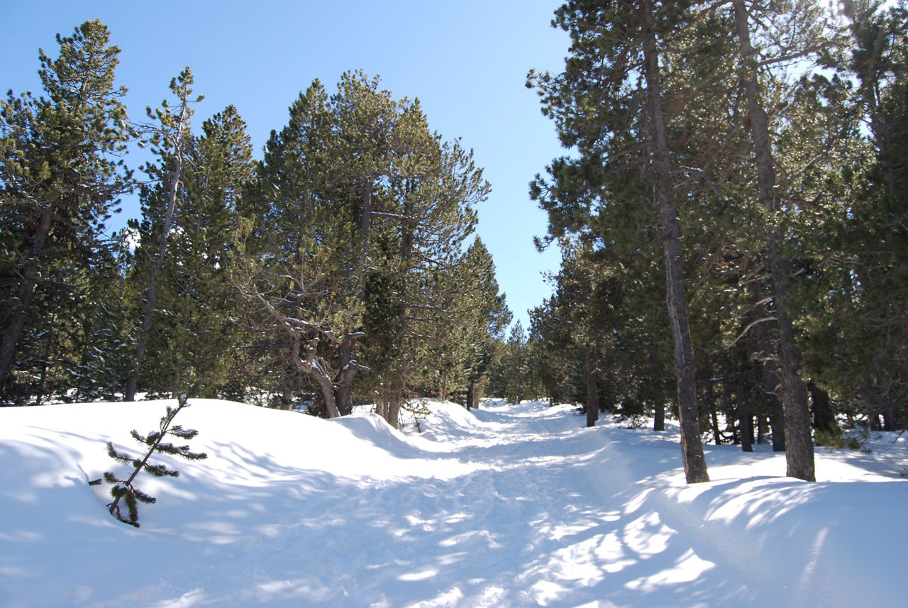 Bony de les neres (Camí).JPG