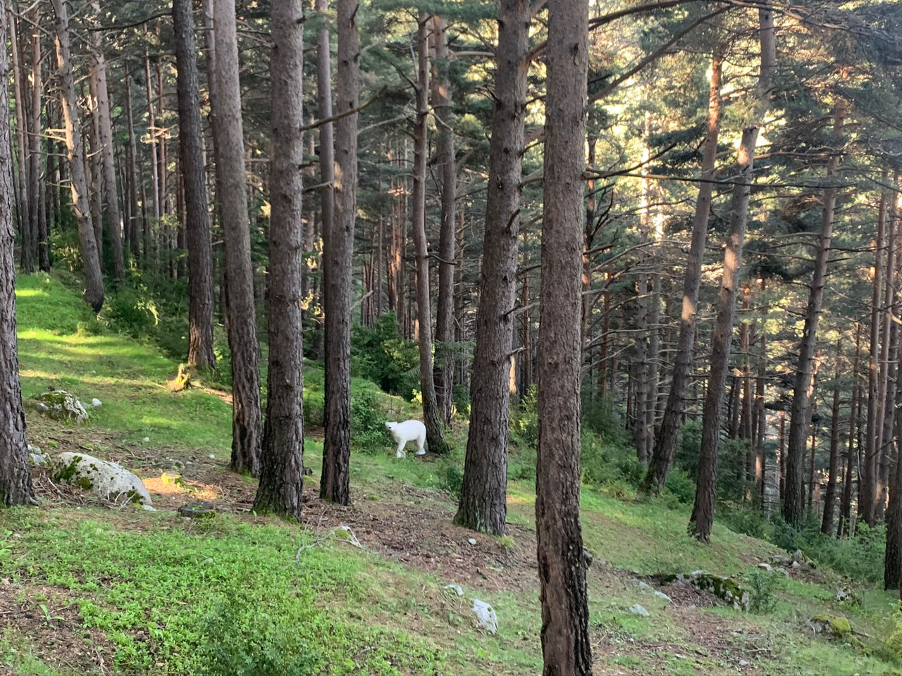 CAMI FONT DE LA CLOSA3.JPEG