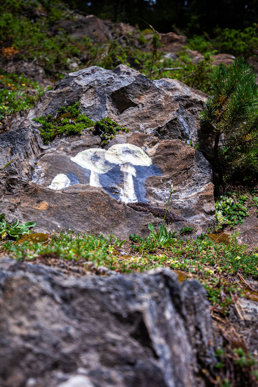 El Bosc De Macarulla - Canillo - LOW-23.jpg