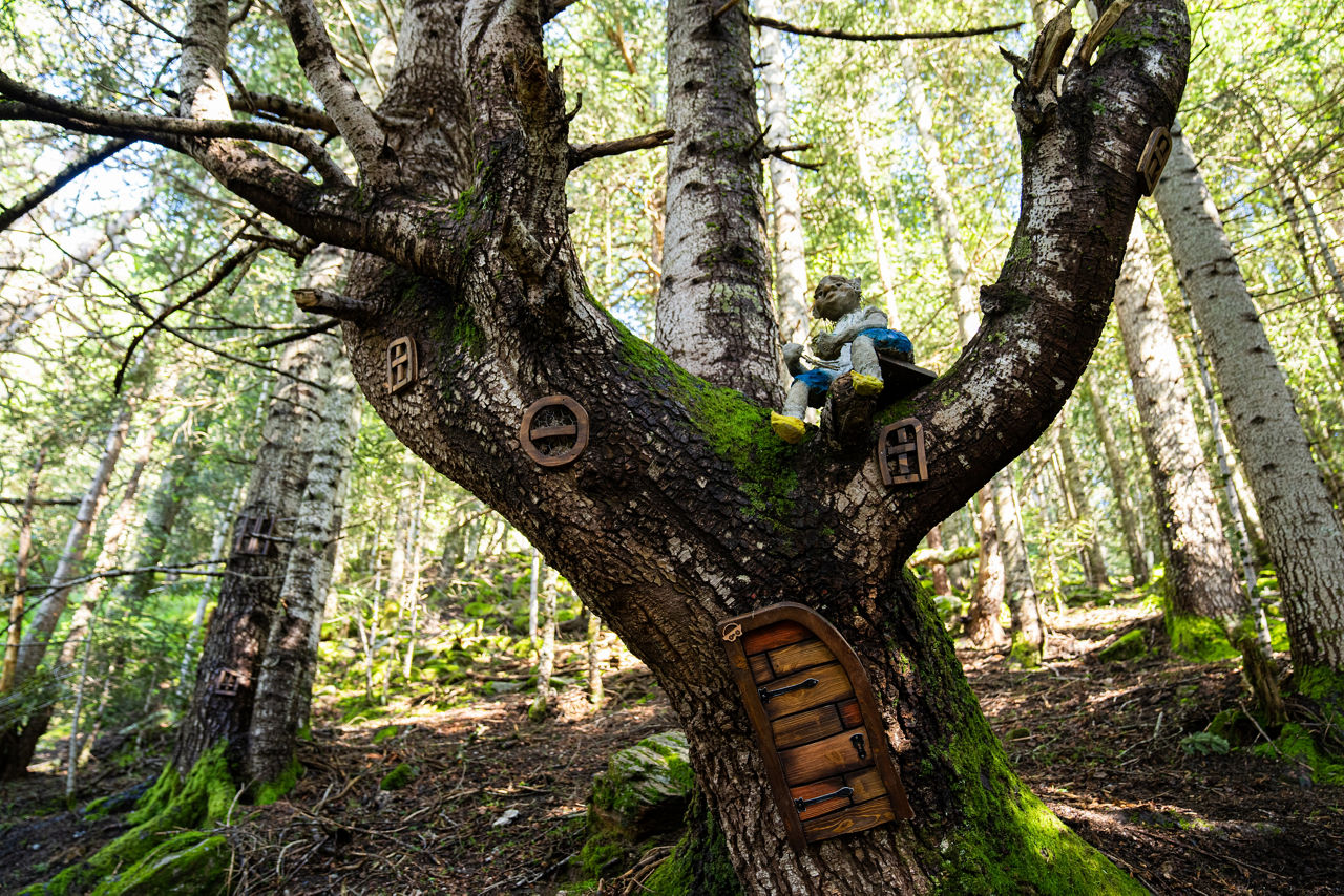 El Bosc dels Menairons - Alta-52.jpg