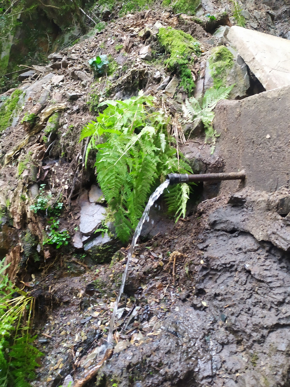 Font de l'esquerola.jpg