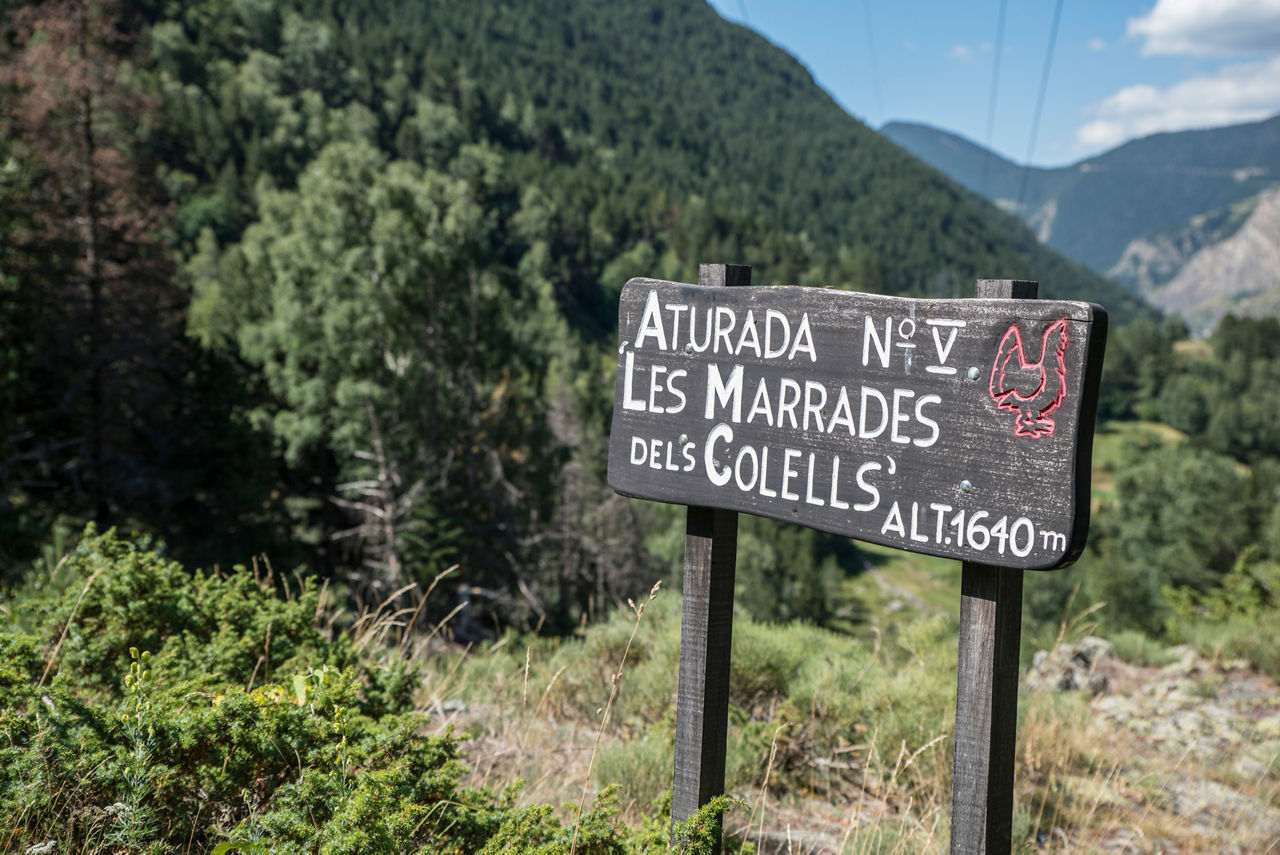 GSUBILIBIA CAMI GALL DE BOSC FAMILIA  2016         072.JPG