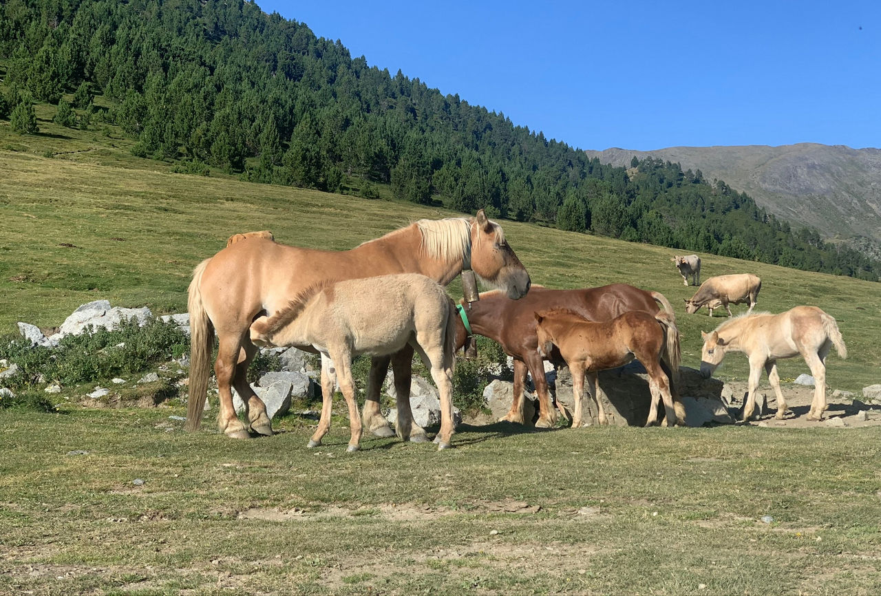 /content/dam/visitandorra/ca/assets/images/què-fer/natura/tourism-mountain-livestock/IMG_7377.JPEG