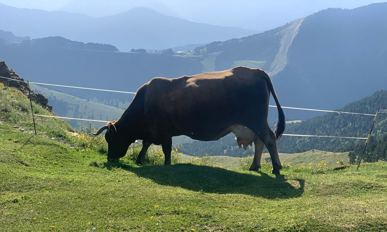 /content/dam/visitandorra/ca/assets/images/què-fer/natura/tourism-mountain-livestock/IMG_7383.JPEG