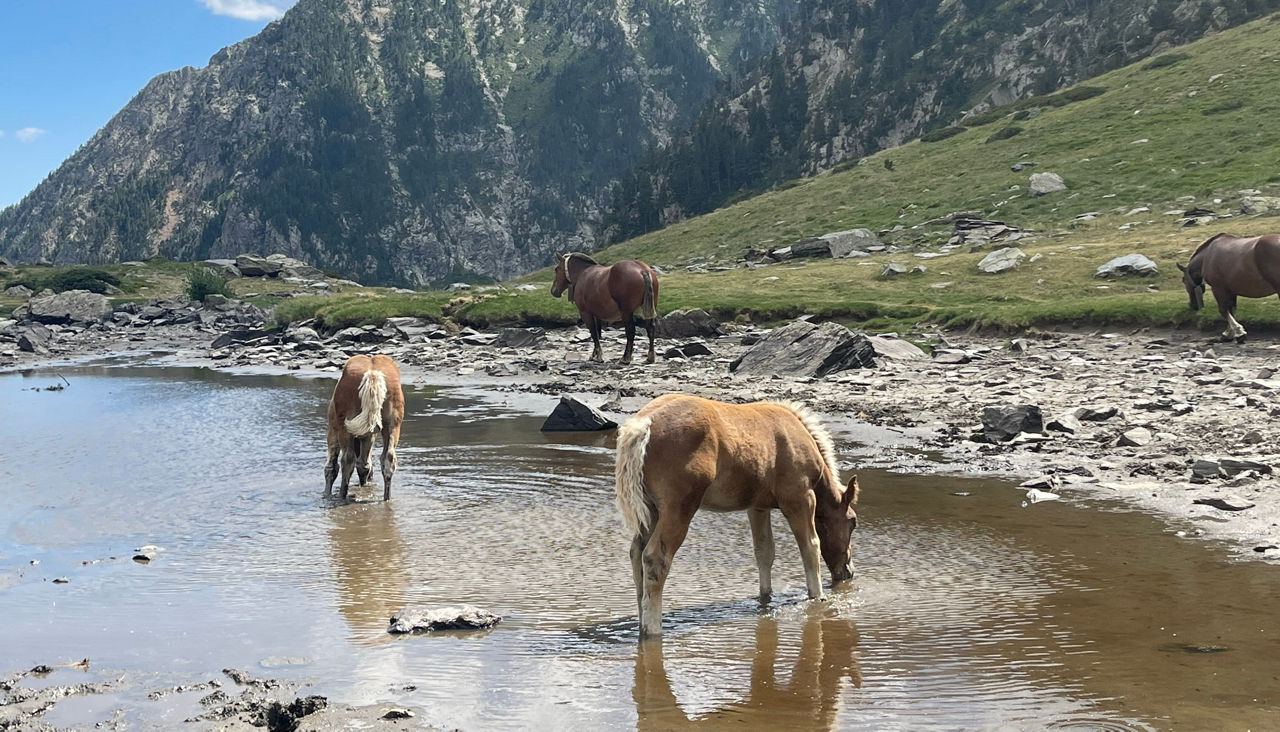 /content/dam/visitandorra/ca/assets/images/què-fer/natura/tourism-mountain-livestock/IMG_7680.JPEG