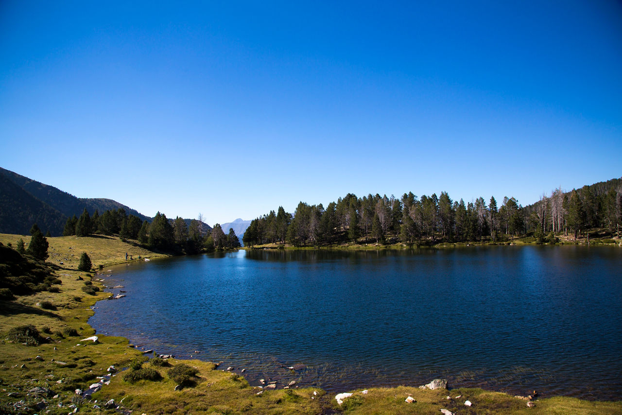 alca_20130904_0825_estany_de_la_nou.jpg