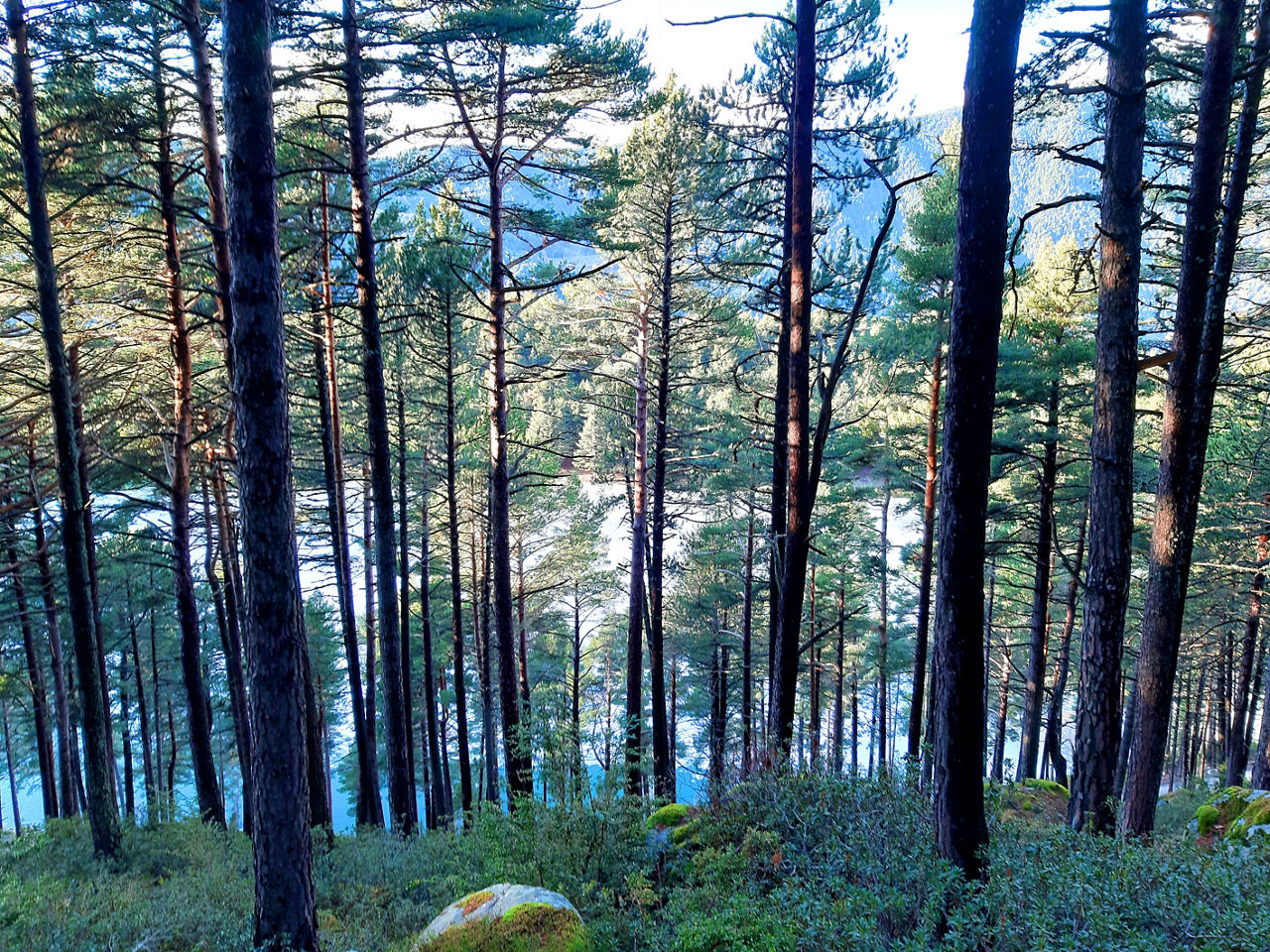baño de bosque3.jpg