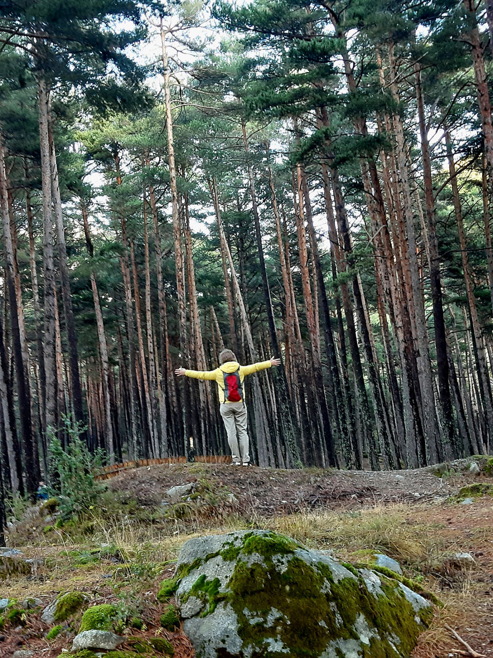baño de bosque4.jpg