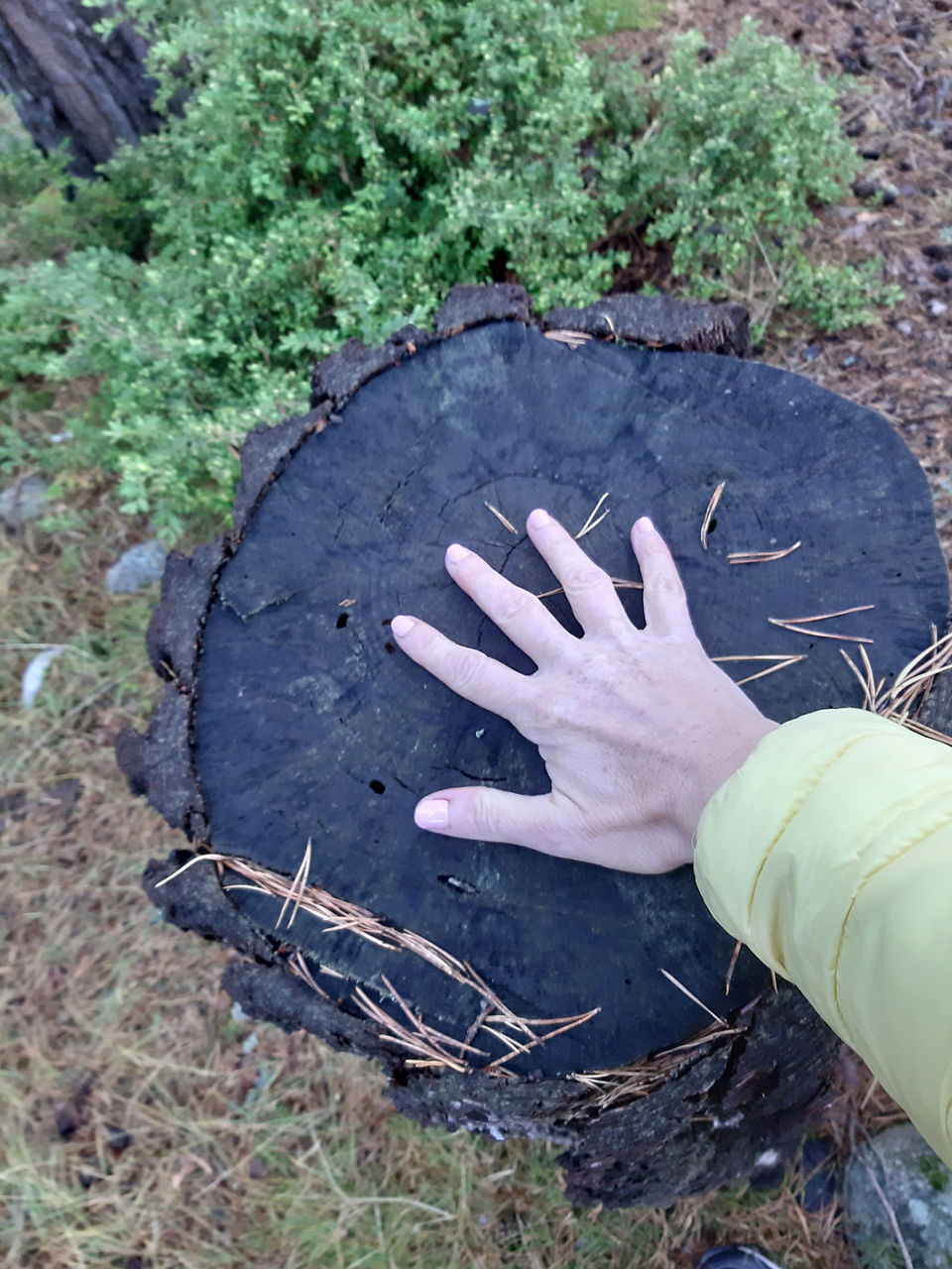 baño de bosque5.jpg