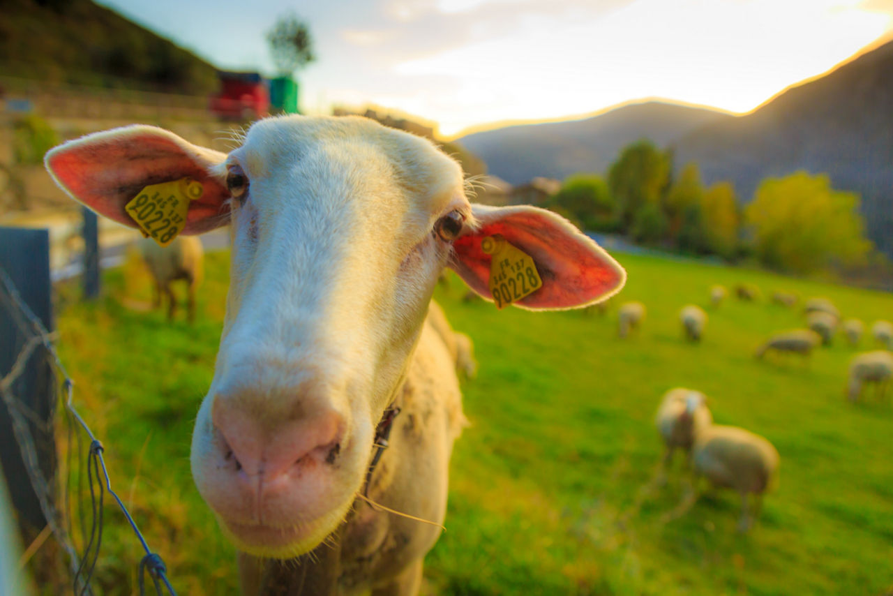 /content/dam/visitandorra/ca/assets/images/què-fer/natura/tourism-mountain-livestock/bestiar muntanya.jpg