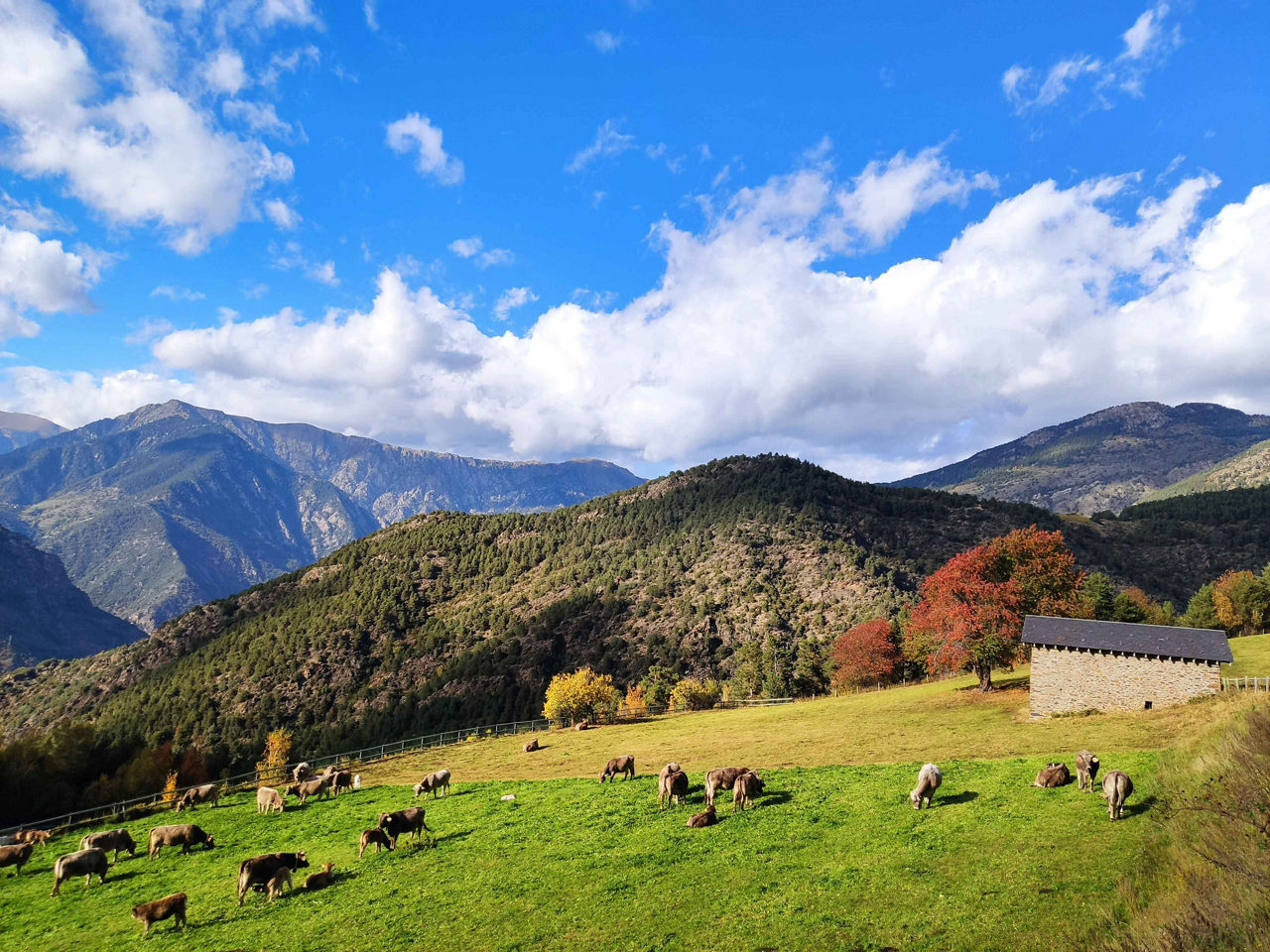 /content/dam/visitandorra/ca/assets/images/què-fer/natura/tourism-mountain-livestock/bestiar muntanya andorra.jpg