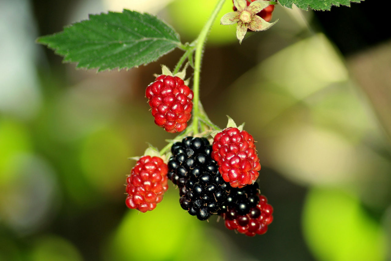 /content/dam/visitandorra/ca/assets/images/què-fer/gastronomia/receptes-d'andorra/melmelada-de-mores/blackberries-3613699_1920.jpg