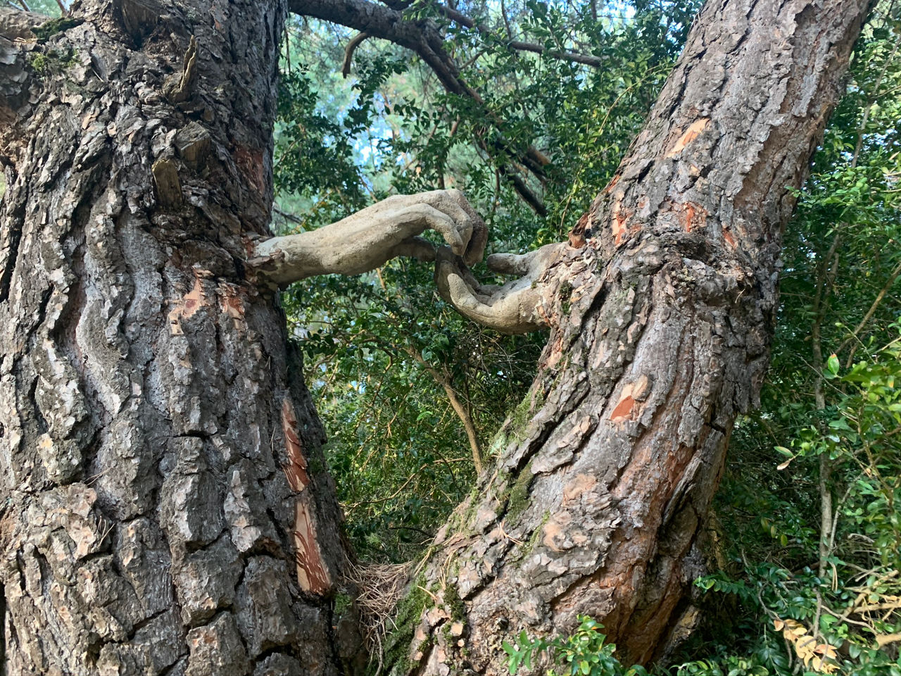 /content/dam/visitandorra/ca/assets/images/què-fer/natura/senderisme-amb-nens-a-andorra/bosc viu.JPEG