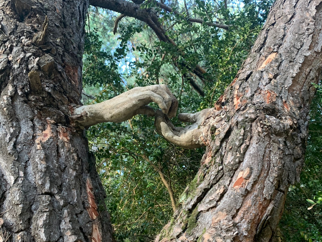 /content/dam/visitandorra/ca/assets/images/què-fer/cultura/cultural-itineraries/ordino/bosc viu_ordino.JPEG