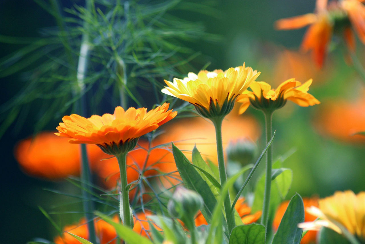 The marigold has a long flowering period