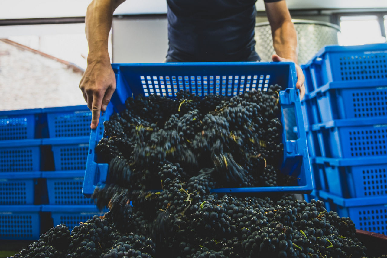 casa auvinya vendimia andorra.jpg