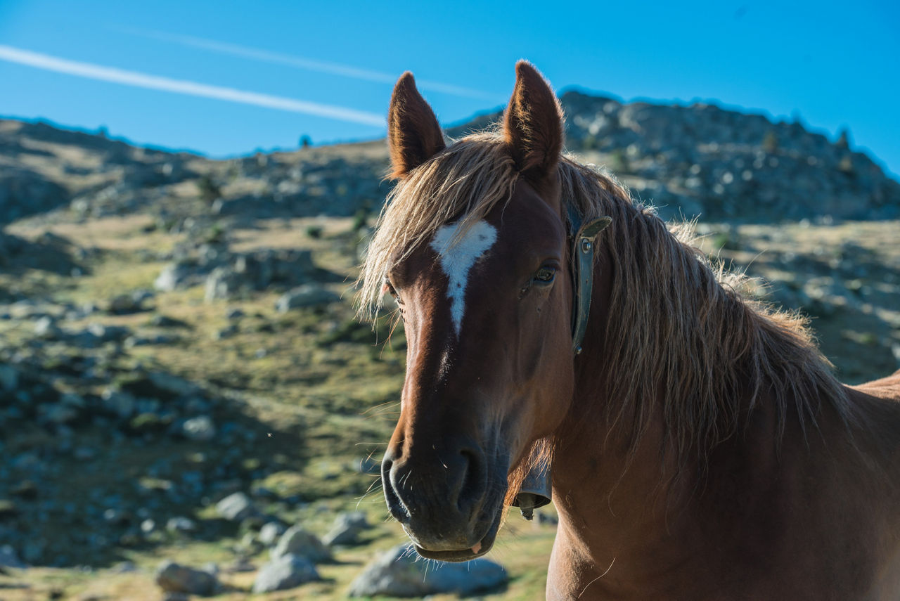 /content/dam/visitandorra/ca/assets/images/què-fer/natura/tourism-mountain-livestock/cavall bestiar muntanya.jpg