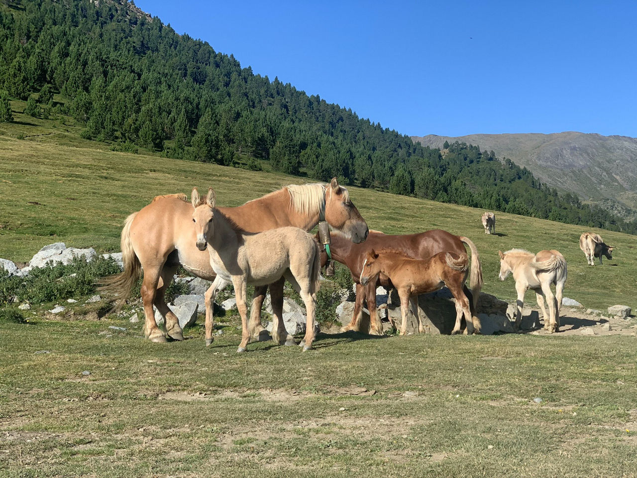 /content/dam/visitandorra/ca/assets/images/què-fer/natura/tourism-mountain-livestock/cavalls bestiar muntanya.jpg