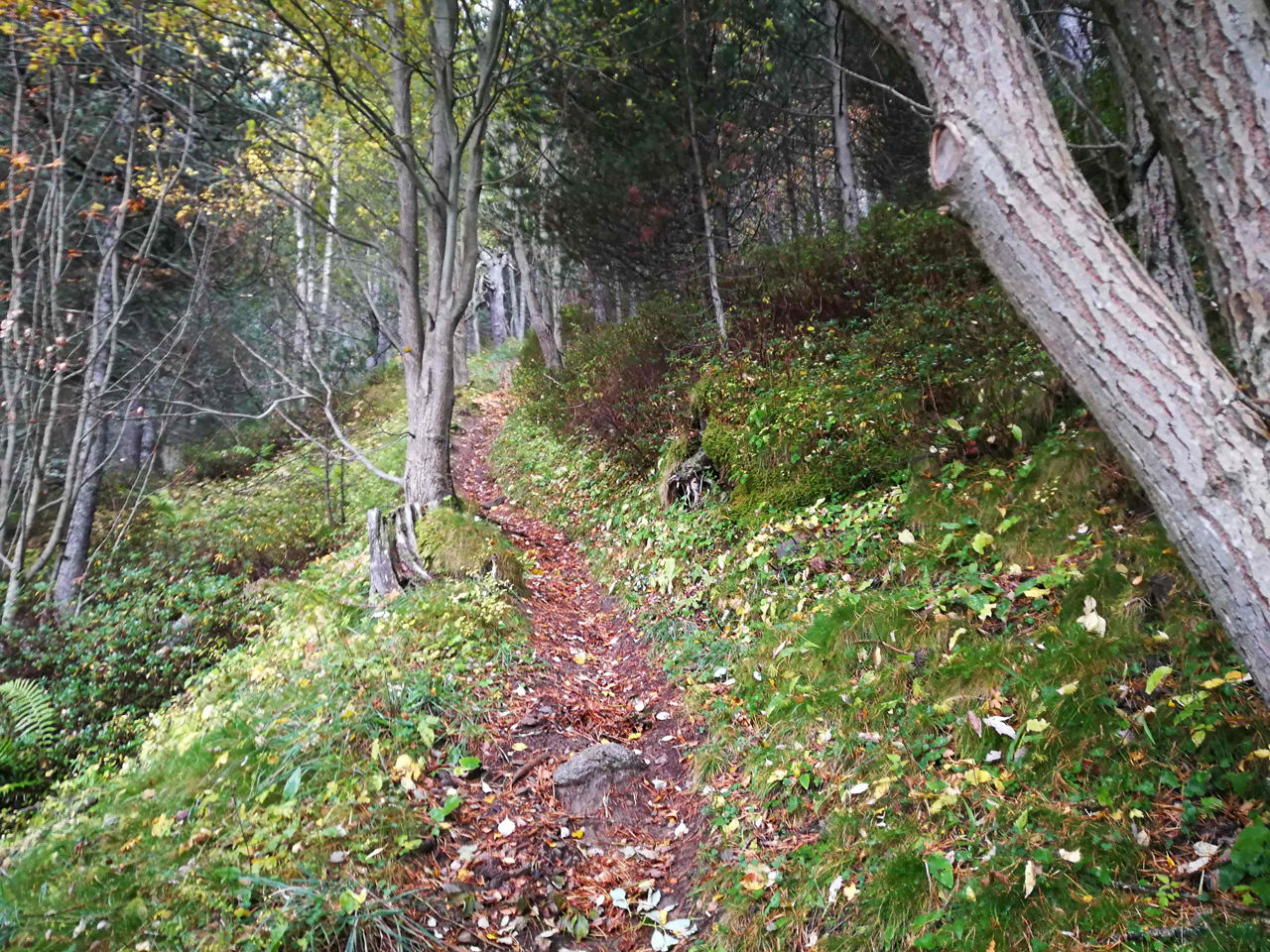 /content/dam/visitandorra/ca/assets/images/què-fer/natura/itineraris/trail-running-itineraries/circuit curta distancia canillo.jpg