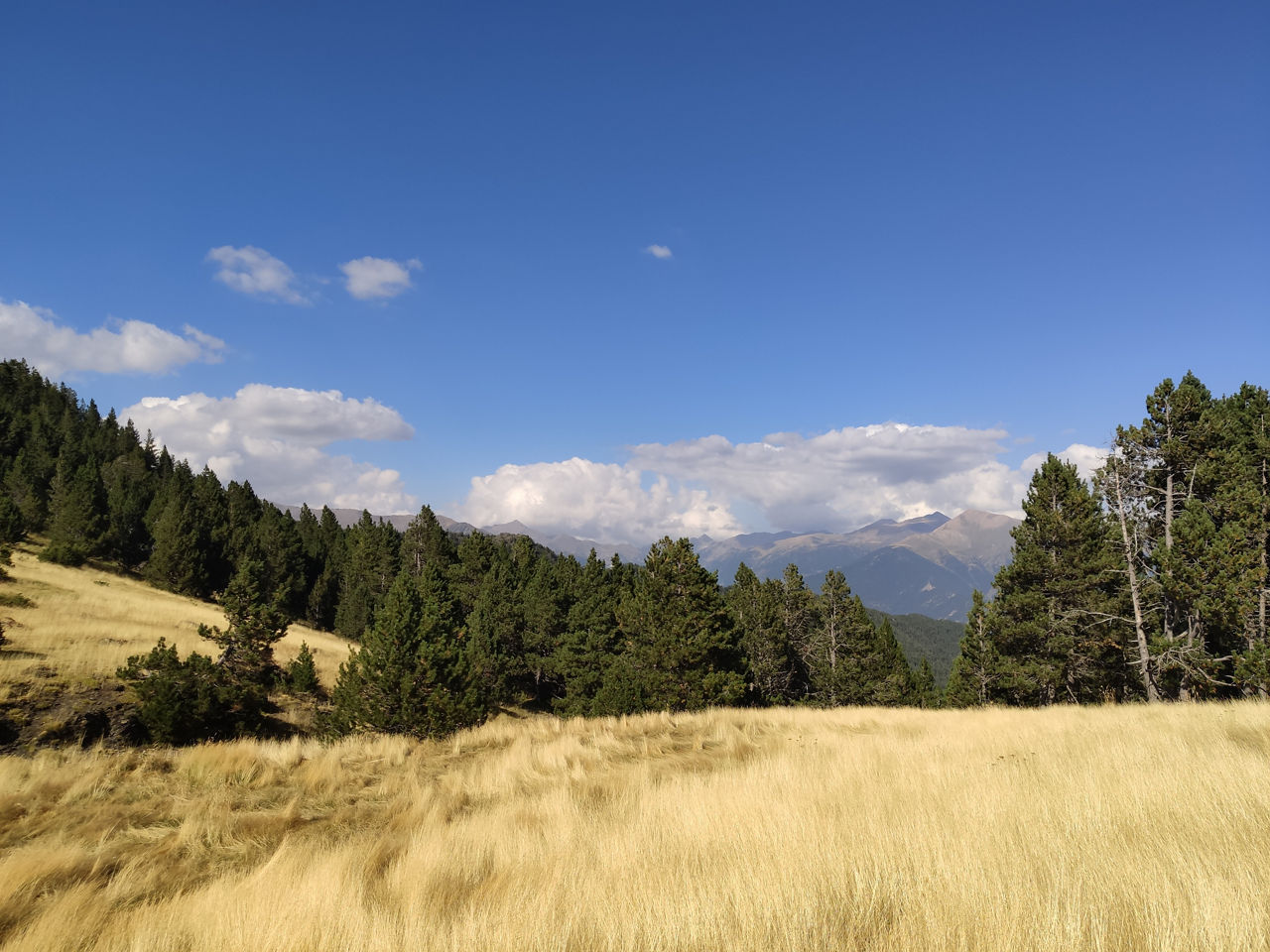 collada de montaner1.jpg