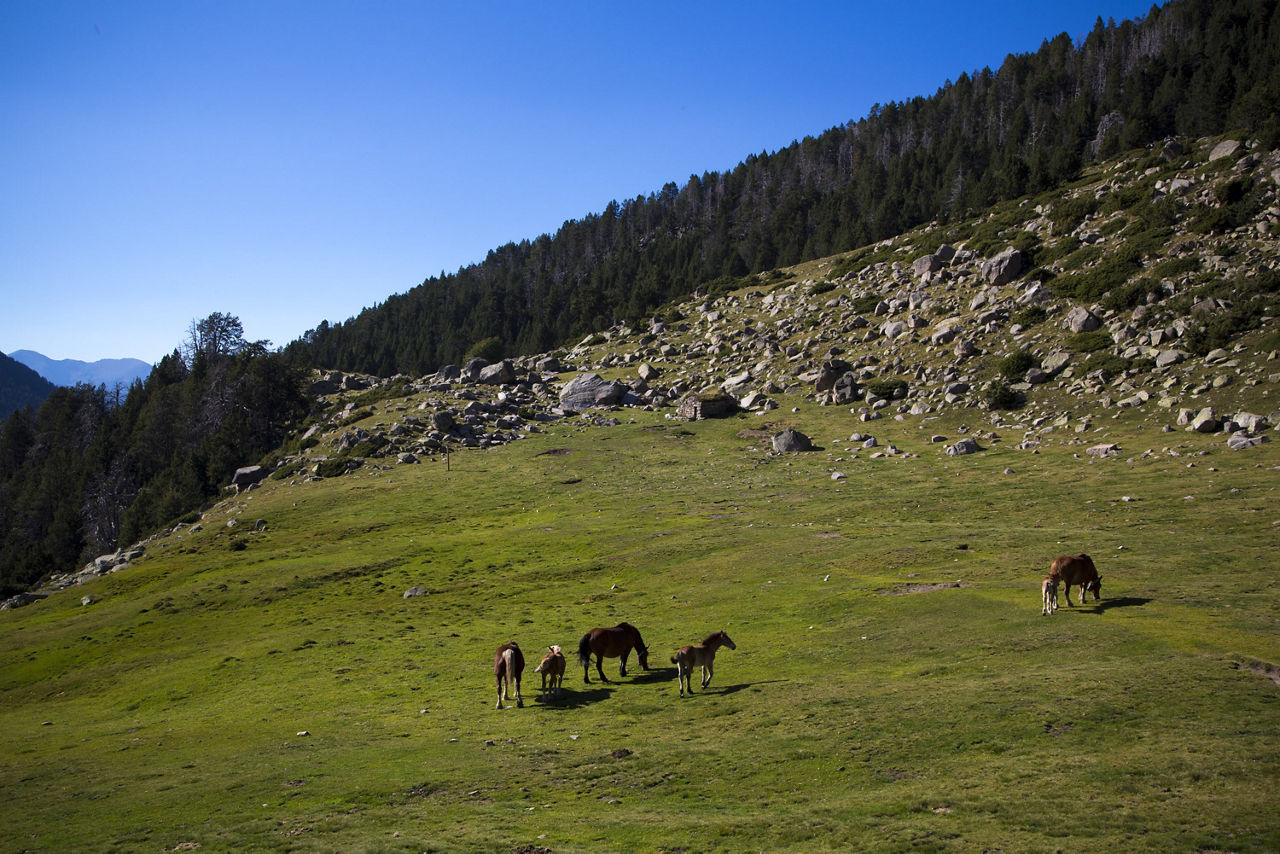 /content/dam/visitandorra/ca/assets/images/què-fer/natura/distribuidora-natura/madriu (5)-min.jpg