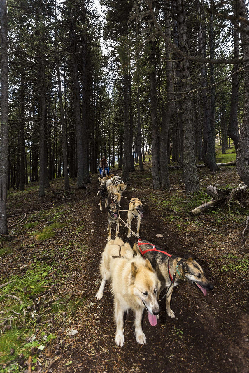 /content/dam/visitandorra/ca/assets/images/què-fer/natura/active-tourism-companies-entities/muixing- mushing pirineus.jpg