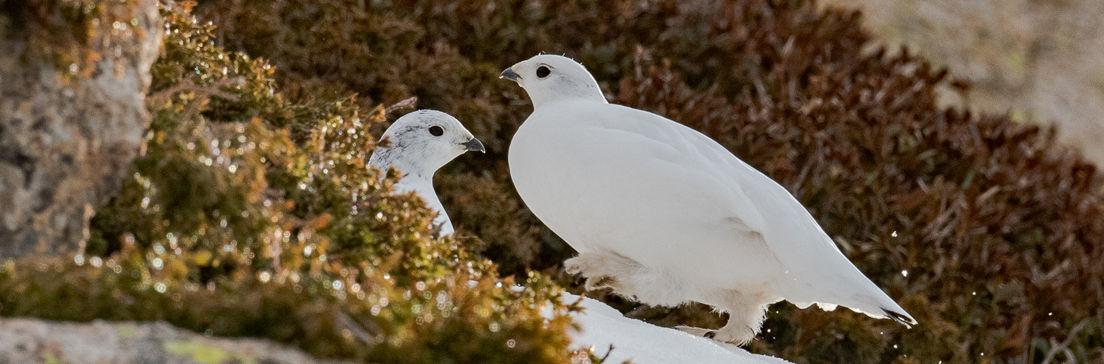 /content/dam/visitandorra/ca/assets/images/què-fer/natura/andorra-i-national-geographic/ng-4.jpg