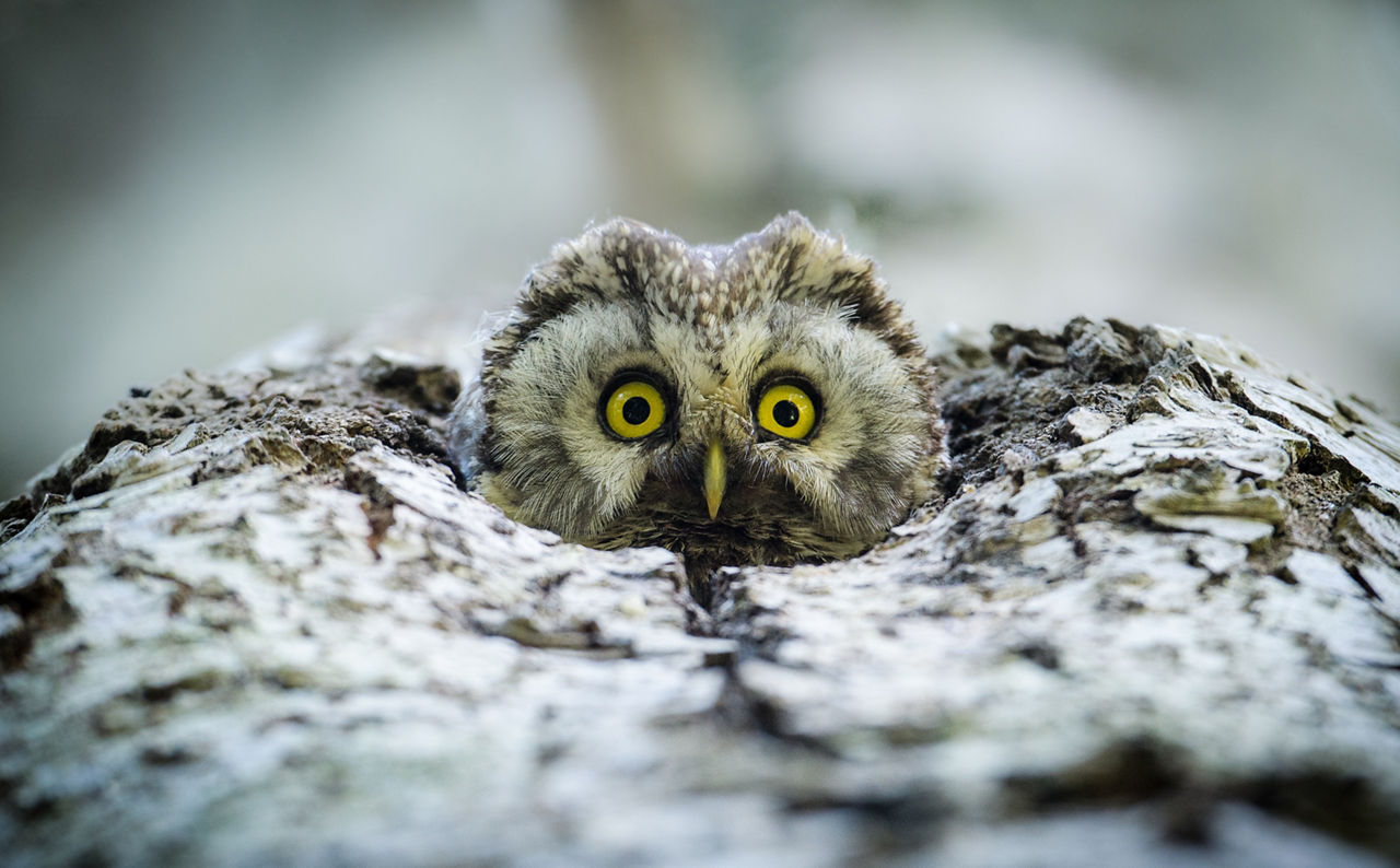 /content/dam/visitandorra/ca/assets/images/què-fer/natura/andorra-al-natural---ng/ng-rojo10.jpg