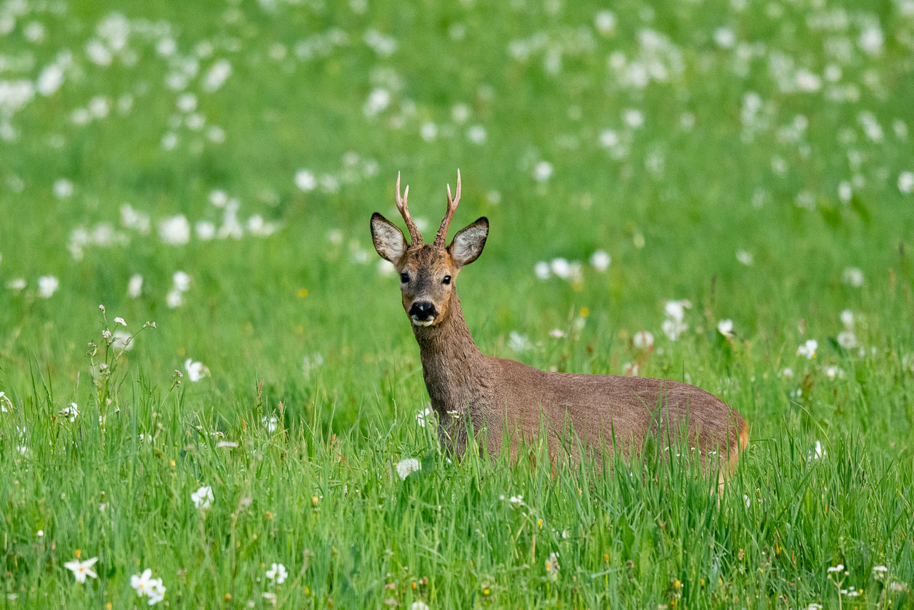 /content/dam/visitandorra/ca/assets/images/què-fer/natura/andorra-al-natural---ng/ng-rojo12.jpg