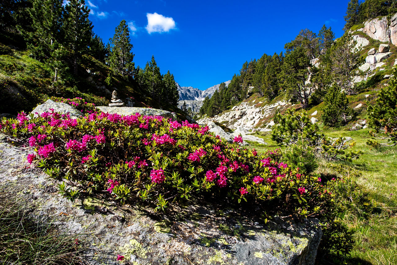 /content/dam/visitandorra/ca/assets/images/què-fer/natura/andorra-al-natural---ng/ng-rojo13.jpg