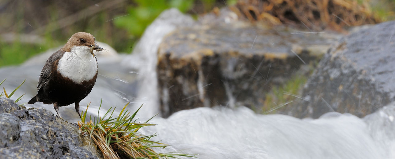 /content/dam/visitandorra/ca/assets/images/què-fer/natura/andorra-al-natural---ng/ng-rojo14.jpg