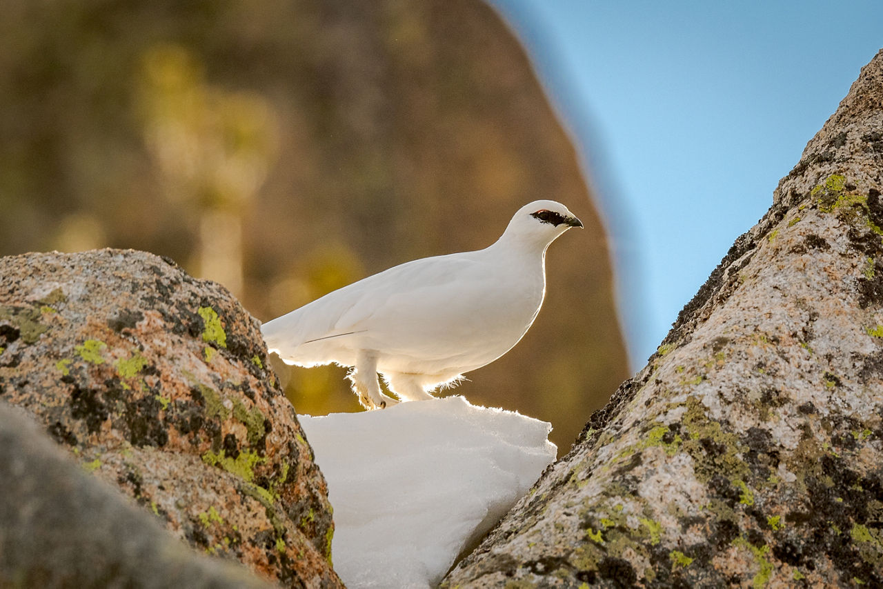 /content/dam/visitandorra/ca/assets/images/què-fer/natura/andorra-al-natural---ng/ng-rojo2.jpg