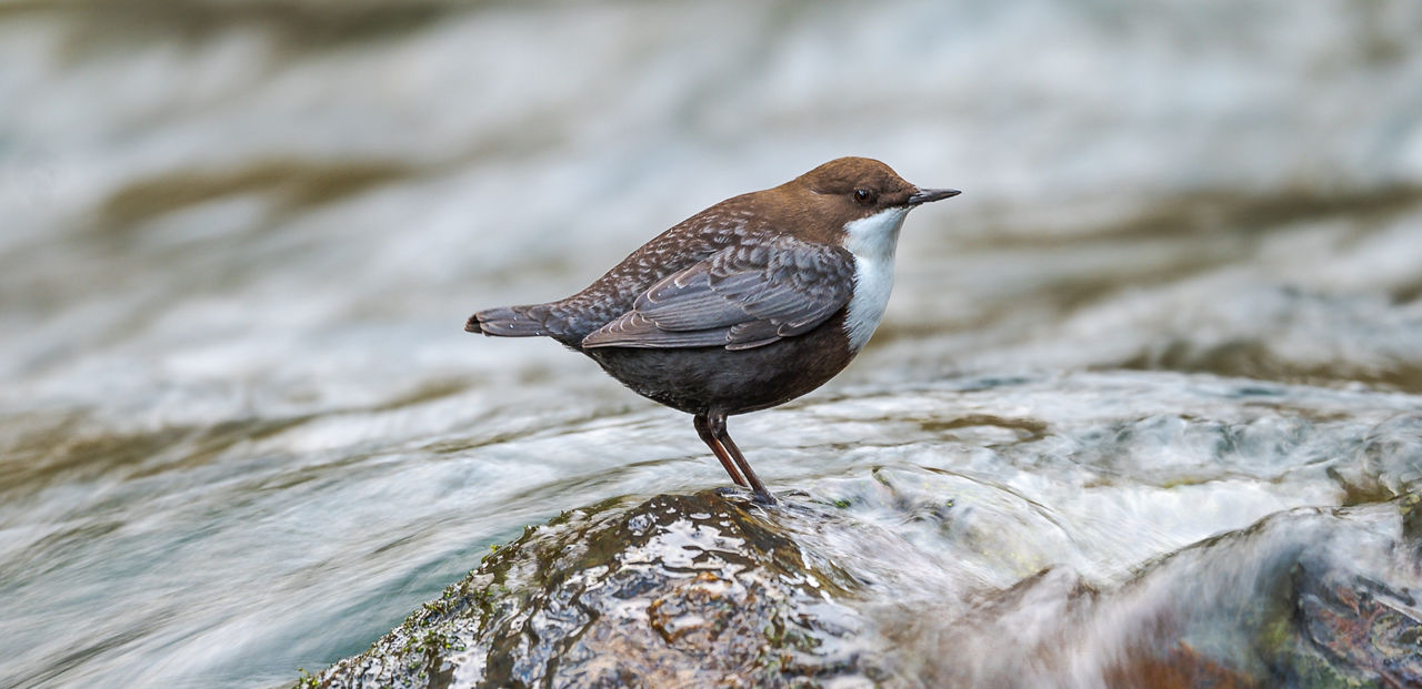 /content/dam/visitandorra/ca/assets/images/què-fer/natura/andorra-al-natural---ng/ng-rojo5.jpg