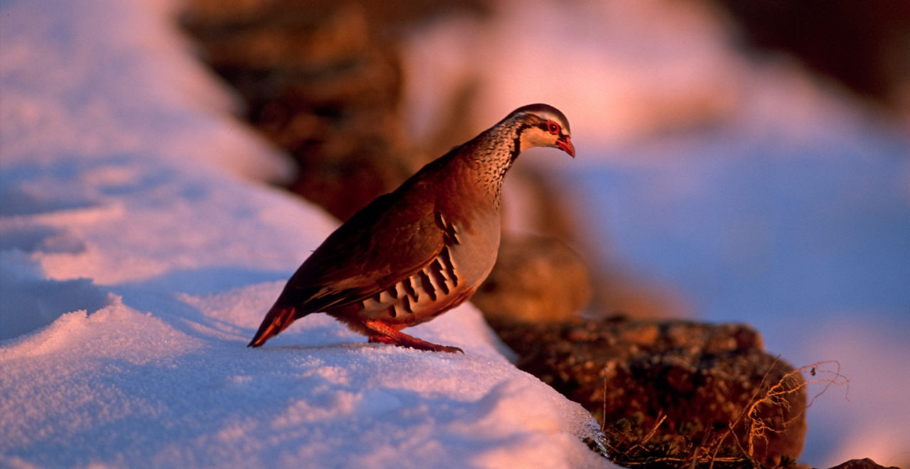 /content/dam/visitandorra/ca/assets/images/què-fer/natura/andorra-al-natural---ng/ng-rojo6.jpg