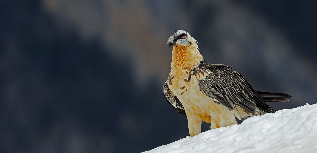 /content/dam/visitandorra/ca/assets/images/què-fer/natura/andorra-al-natural---ng/ng-rojo8.jpg