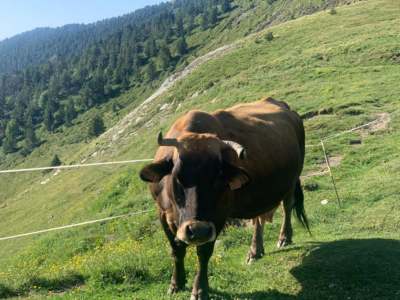 /content/dam/visitandorra/ca/assets/images/què-fer/natura/tourism-mountain-livestock/vaca bestiar muntanya.jpg