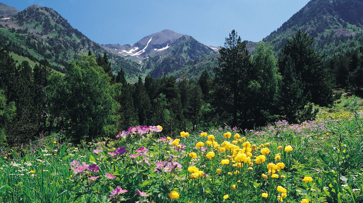 /content/dam/visitandorra/ca/assets/images/què-fer/natura/ordino-arcalis-estiu/vall sorteny flors estiu.jpg