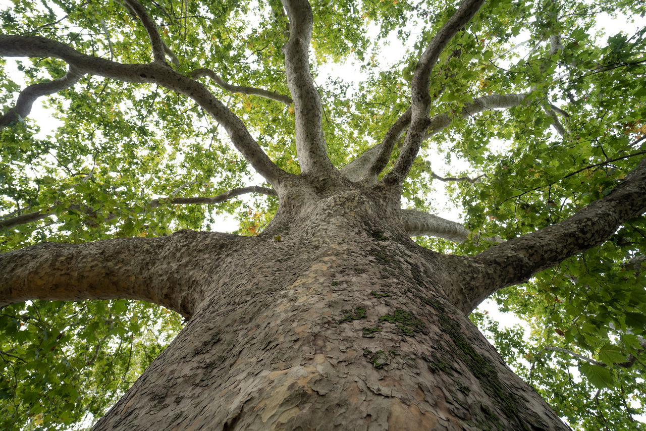 Alberi Monumentali