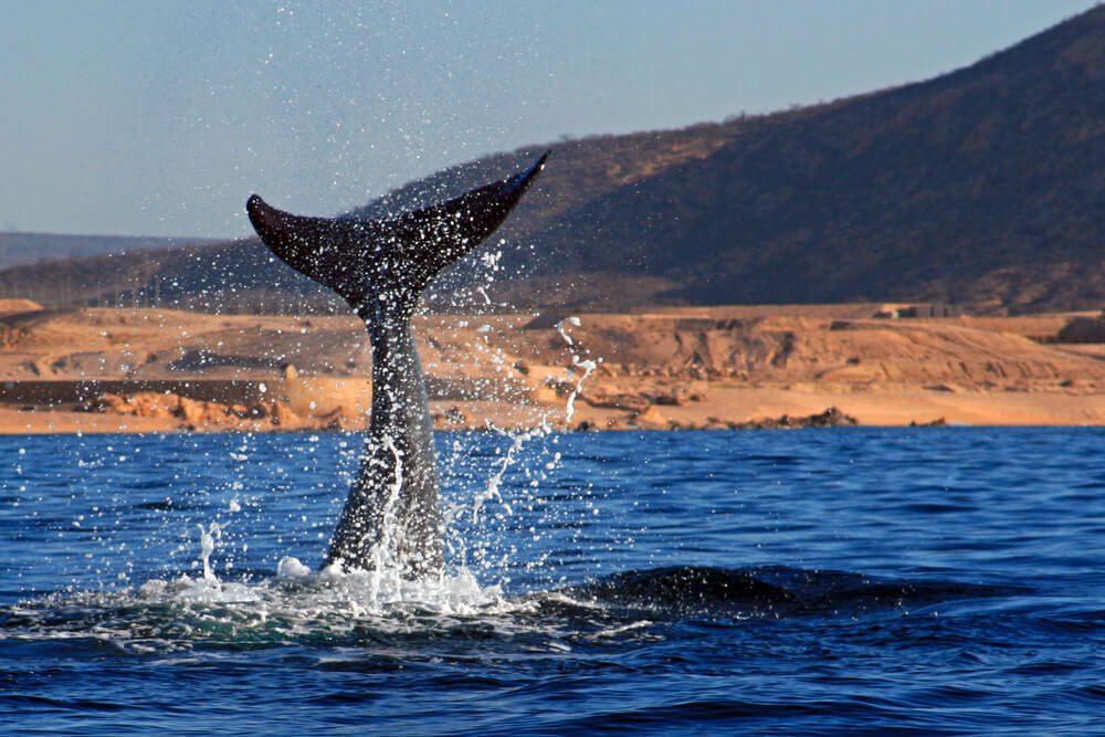 Avistamiento de ballenas en Los Cabos