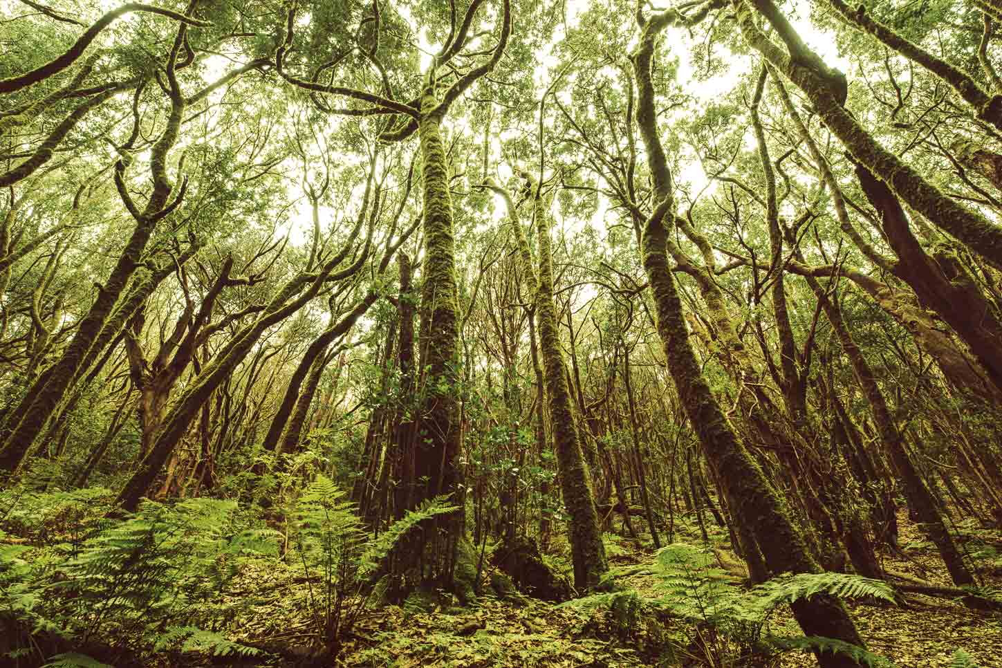 que hacer en canarias