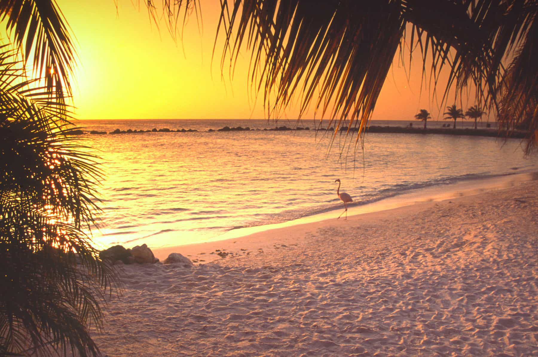 Flamingo on a solitary beach on the island of Aruba