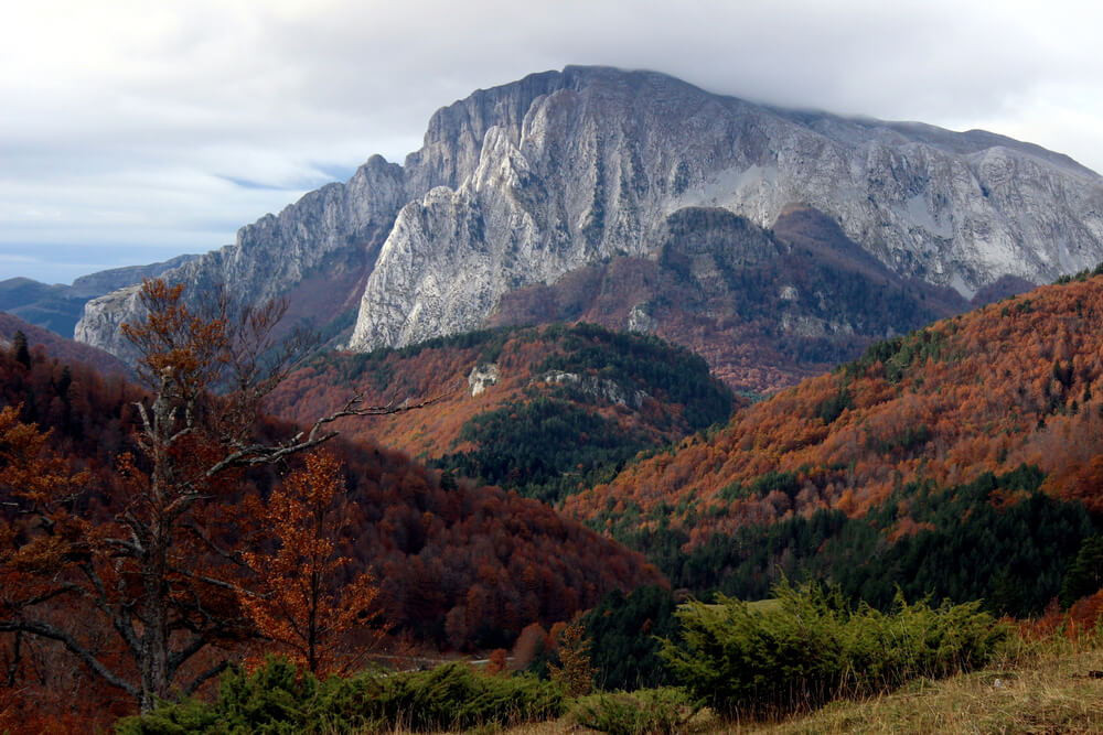 bosque de hayas de Gamueta en el valle de Ansó