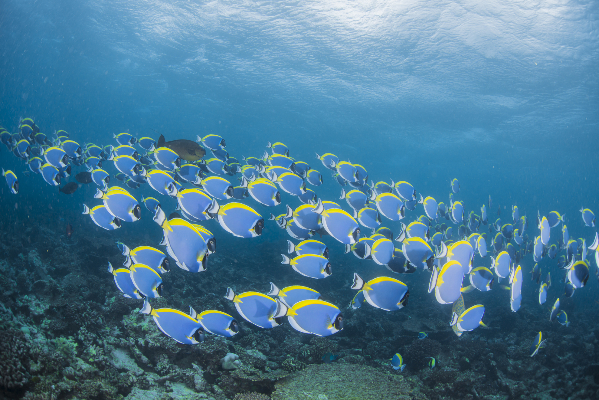 Activities in the Maldives: A group of blue and yellow tropical fish