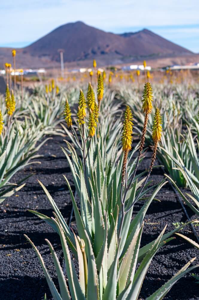 Aloe Vera: A field of aloe vera growing in the Canary Islands, Spain
