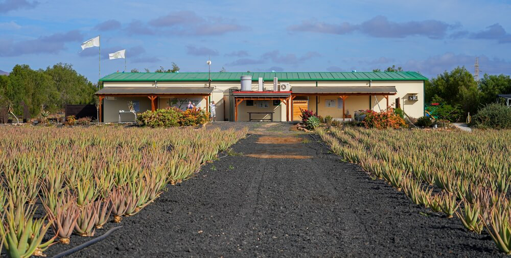 Aloe Vera Fuerteventura: Biofarm mit Plantage im Vordergrund.
