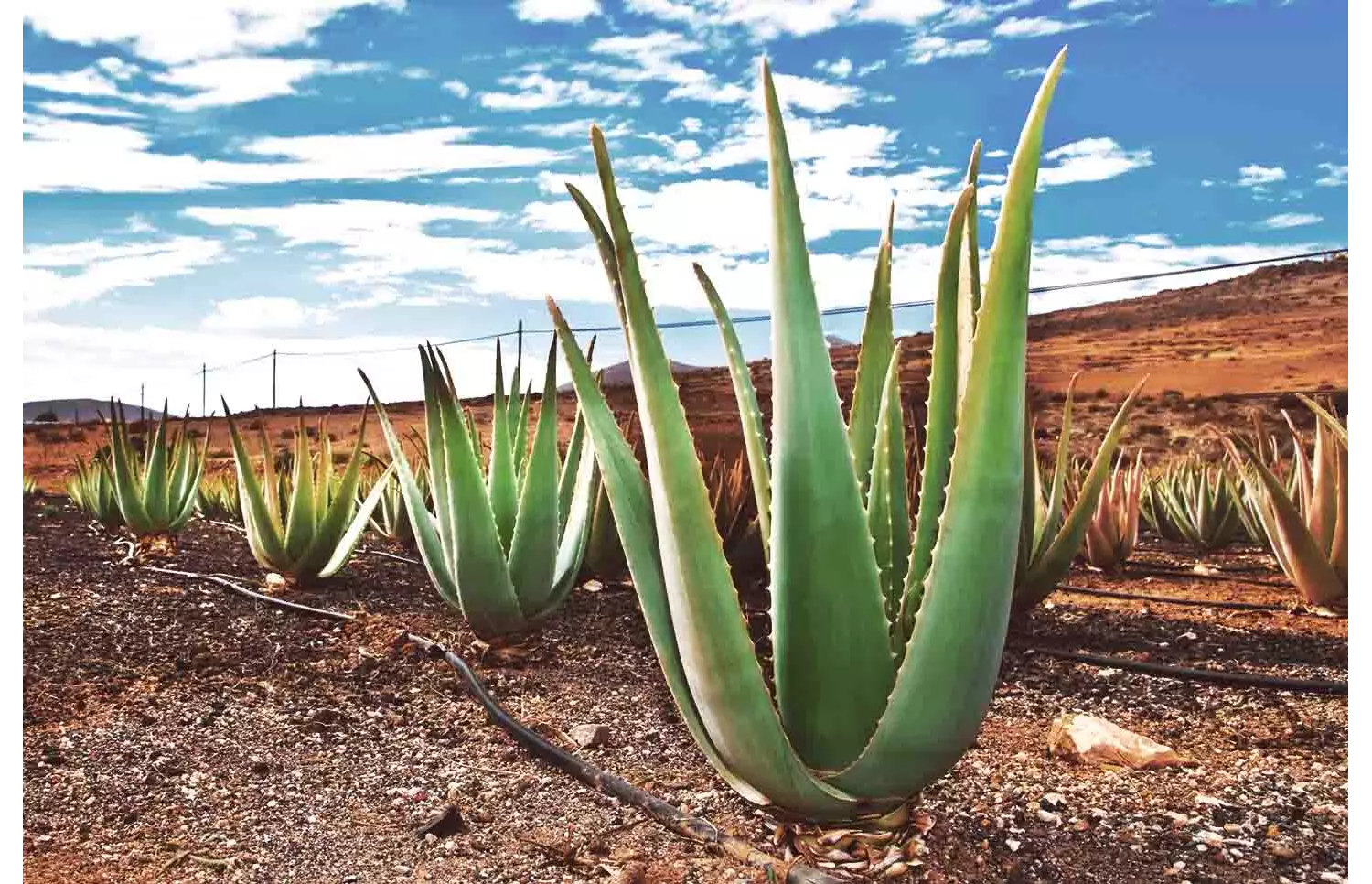 Besuche eine Aloe Vera-Farm. Fuerteventura hat einige im Angebot