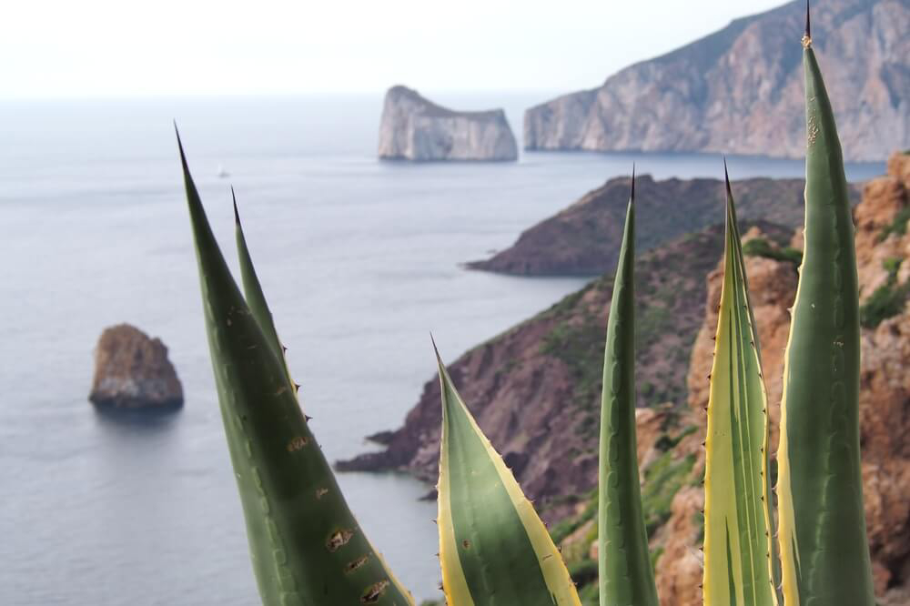  Aloe Vera Fuerteventura: einzelne Pflanze mit einer schroffen Steilküste im Hintergrund.