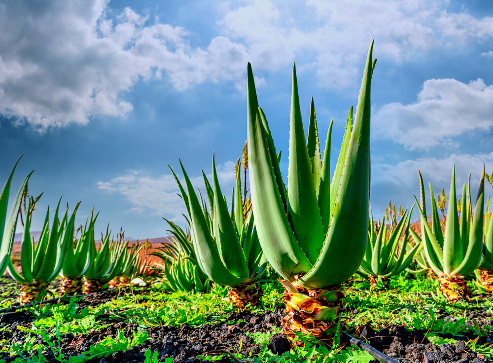 Aloe Vera Fuerteventura: Nahaufnahme von Pflanzen auf einer Plantage.