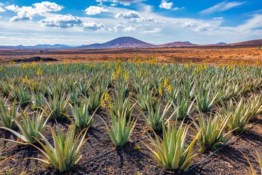 Aloe Vera Fuerteventura: Plantage mit grünen Pflanzen und roten Bergen im Hintergrund.